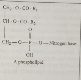 What is Phospholipid?